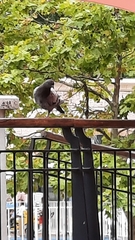 Columba livia domestica