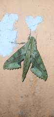 Xylophanes undata