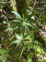 Paris polyphylla stenophylla