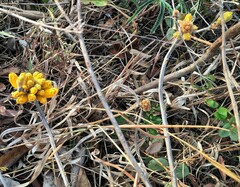 Handroanthus coronatus