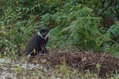 Allochrocebus lhoesti