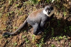 Allochrocebus lhoesti