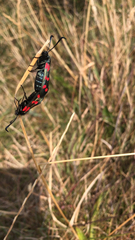 Zygaena filipendulae