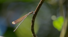 Mecistogaster ornata