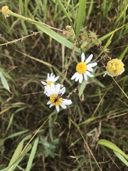 Stenurella bifasciata