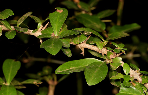 Image of Thorny Gardenia (Hyperacanthus amoenus) by (c) Wynand Uys, some rights reserved (CC BY)