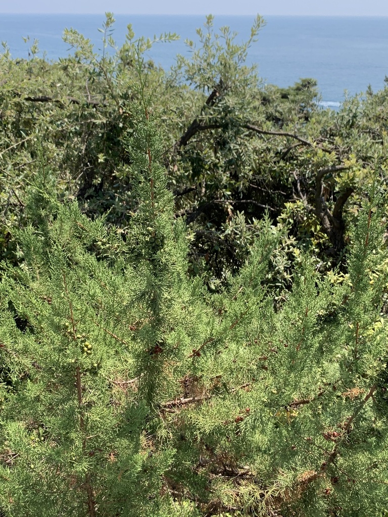 Mediterranean juniper