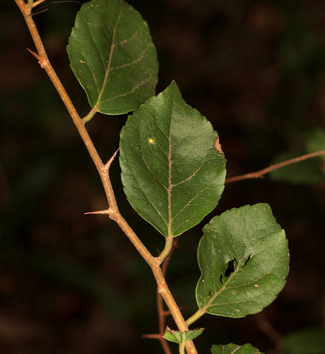Flacourtia indica