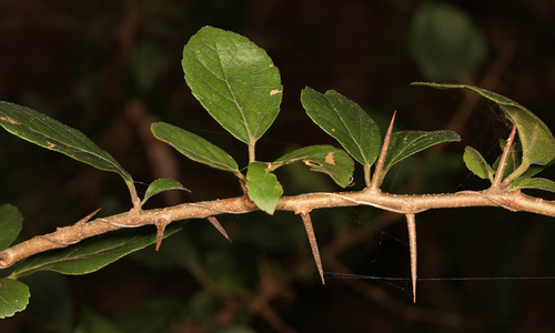 Image of Flacourtia indica by (c) Wynand Uys, some rights reserved (CC BY)