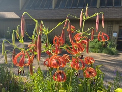 Lilium pyrophilum