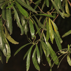 Nuxia oppositifolia