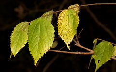 Acalypha glabrata