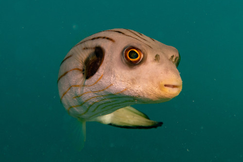 Narrow-lined puffer (Arothron manilensis) — Tetraodontidae — 5