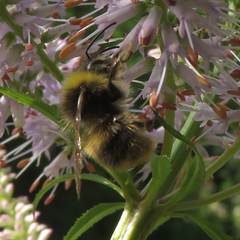 Bombus pratorum