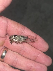 Diceroprocta marevagans