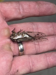 Diceroprocta marevagans