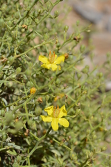 Verbascum spinosum