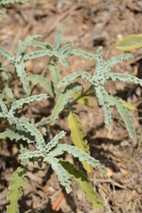 Salvia pomifera