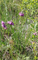 Allium rubens