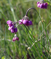 Allium rubens