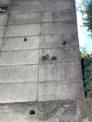 Graptopsaltria nigrofuscata