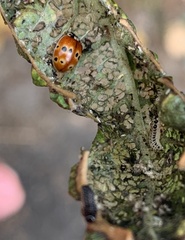 Adalia bipunctata frigida