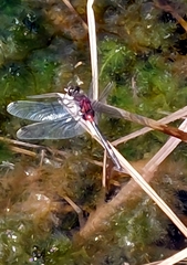 Leucorrhinia dubia