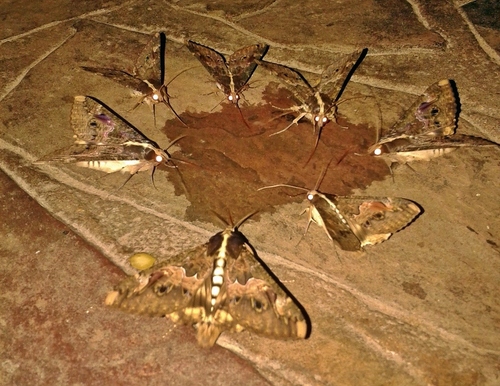 Photo of Sundowner moth (Sphingomorpha chlorea)