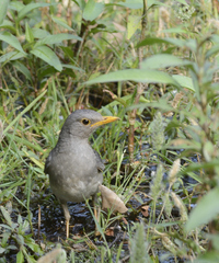 Turdus unicolor