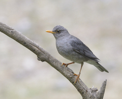 Turdus unicolor