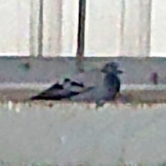 Columba livia domestica