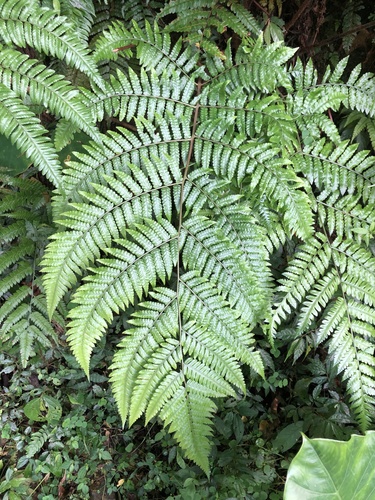 Cyathea metteniana iNat (1)