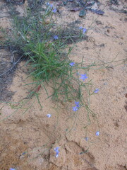 Wahlenbergia fluminalis