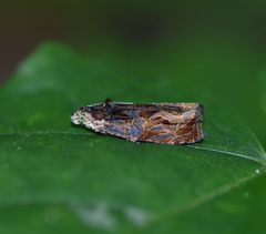 Olethreutes nigranum