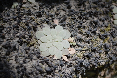 Rosularia serrata