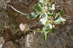 Staehelina petiolata