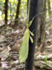 Walaphyllium monteithi