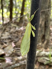 Walaphyllium monteithi