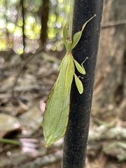 Walaphyllium monteithi