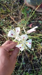 Calochortus eurycarpus