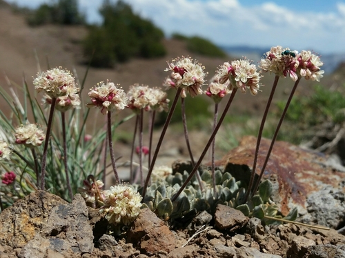 cushion buckwheat