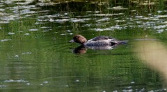 Bucephala clangula clangula