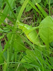 Isophya camptoxypha