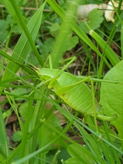 Isophya camptoxypha