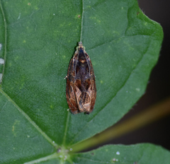 Olethreutes nigranum