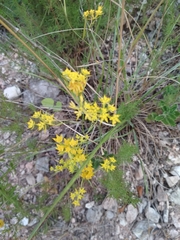 Bupleurum veronense