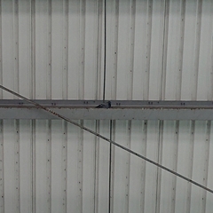 Columba livia domestica