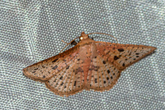 Striglina duplicifimbria