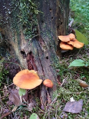 Fungi