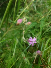 Silene dioica